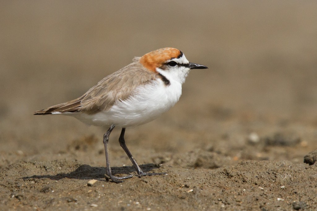 Red-capped Plover - ML83806591