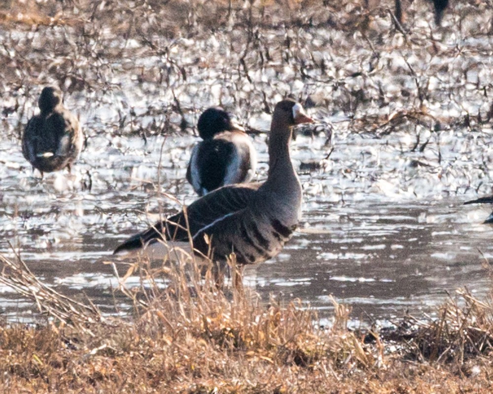Greater White-fronted Goose - ML83806681
