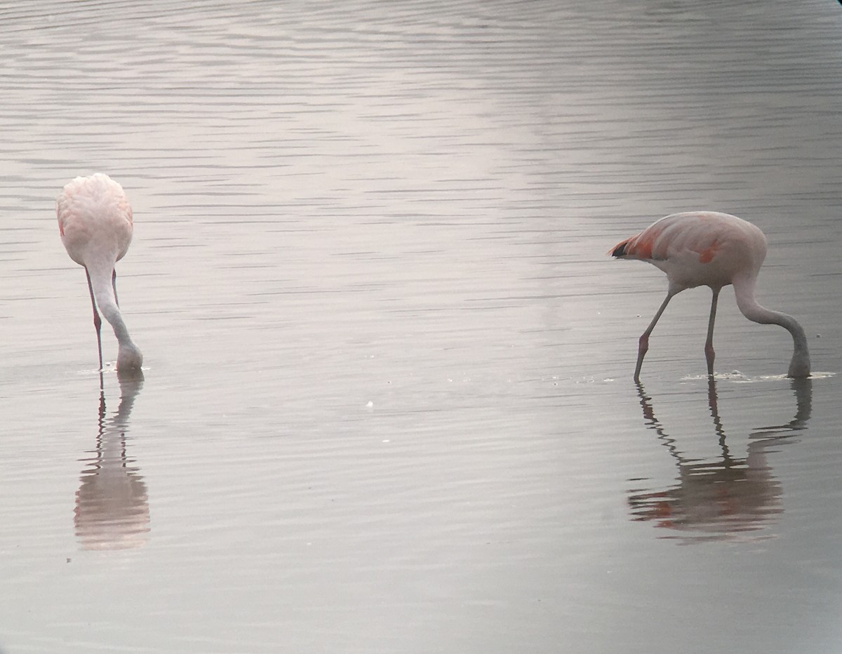 Chilean Flamingo - Gustavo Bautista @GUSBIRDING