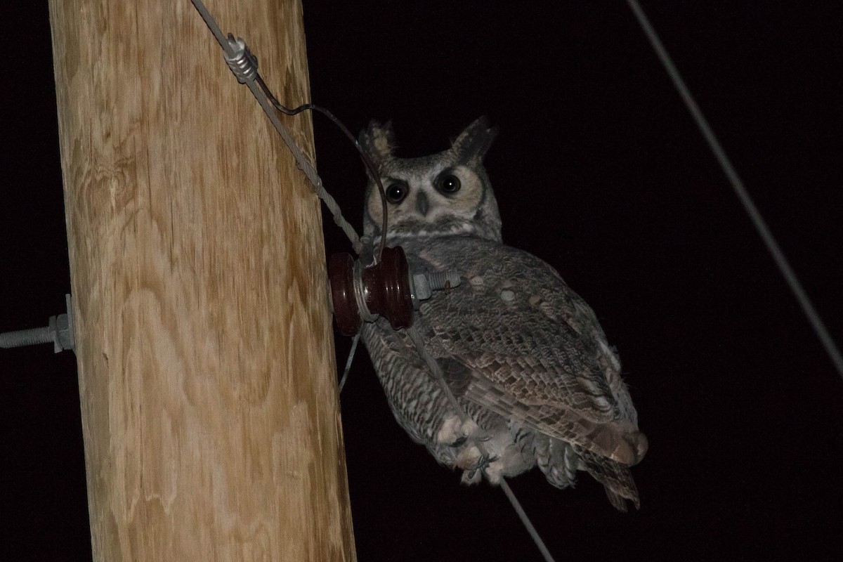 Great Horned Owl - Doug Gochfeld