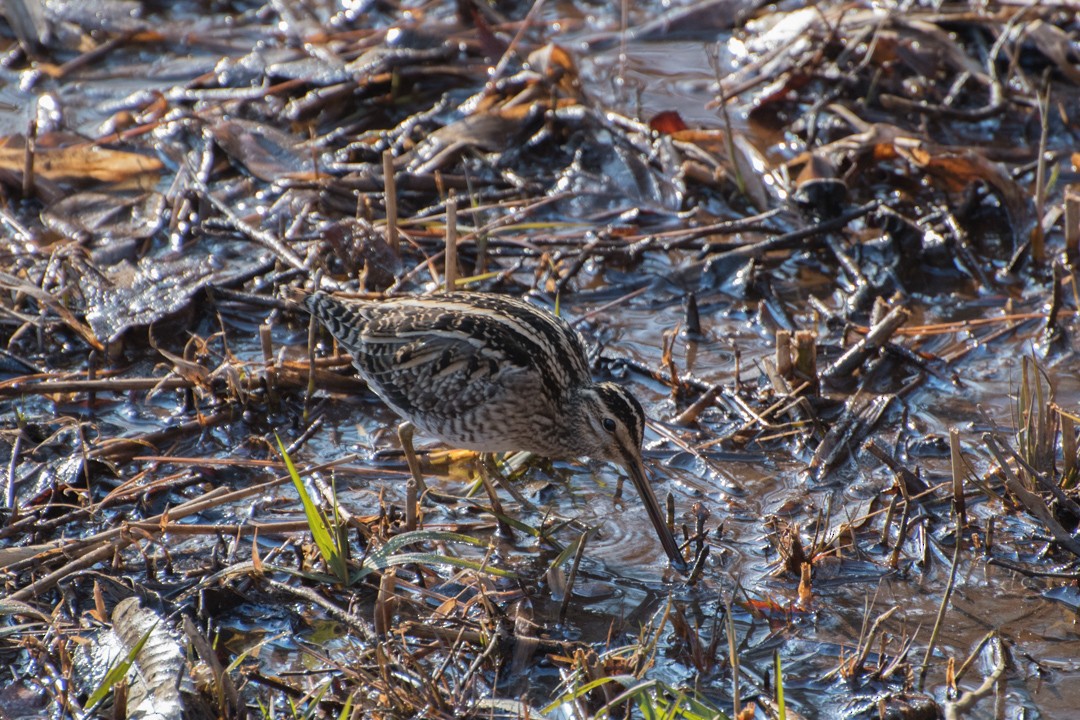 Common Snipe - Ray Wise