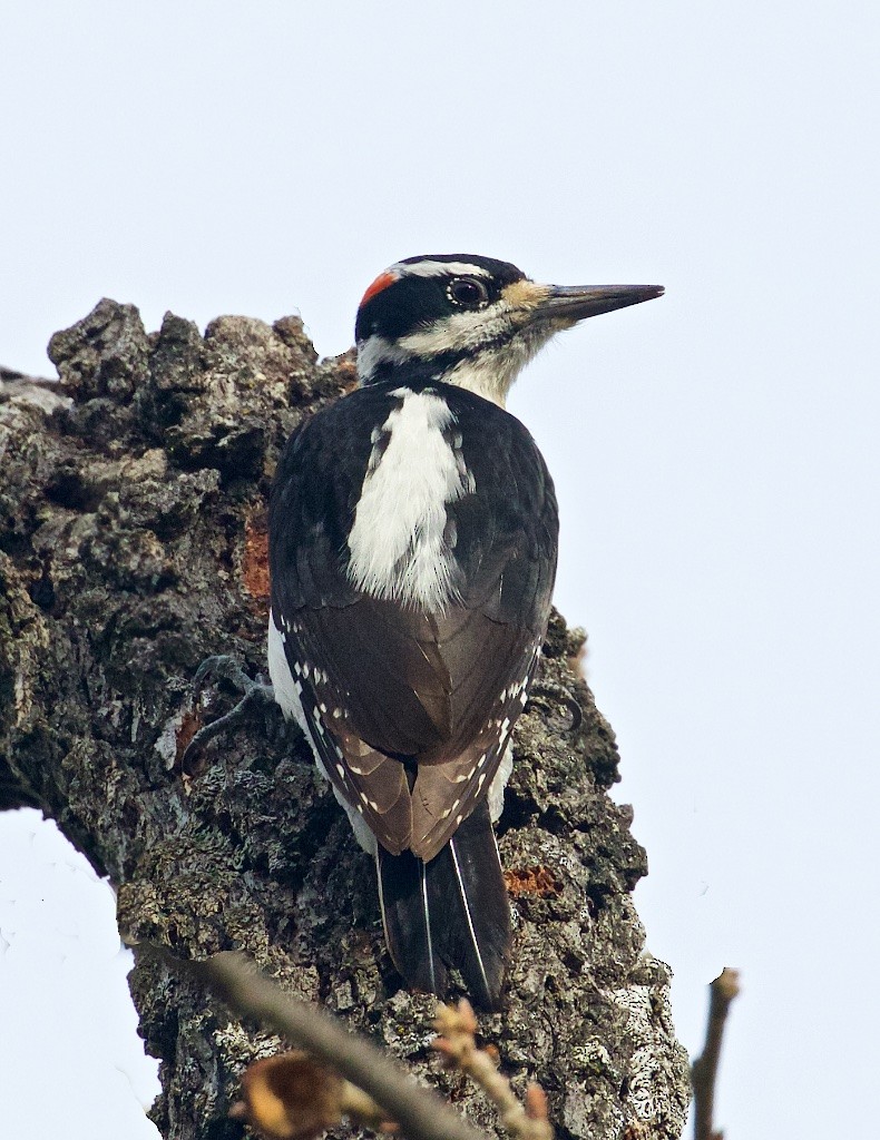 Hairy Woodpecker - Ed Harper