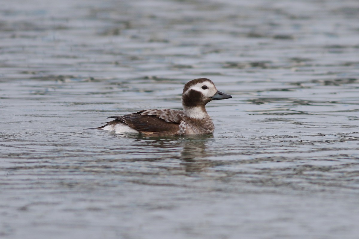 Long-tailed Duck - ML83815731