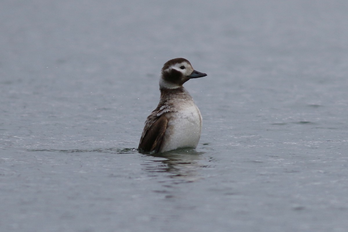 Long-tailed Duck - ML83815741