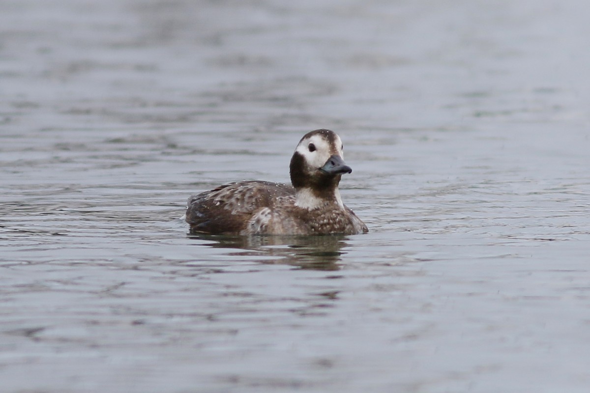Long-tailed Duck - ML83815751