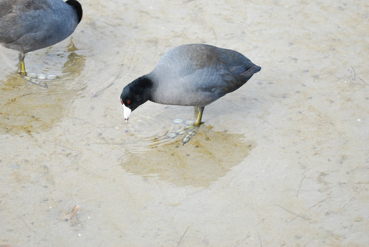 American Coot (Red-shielded) - ML83816951