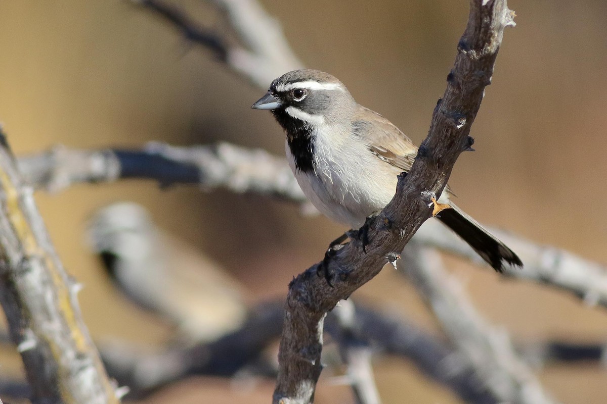 Black-throated Sparrow - ML83817061