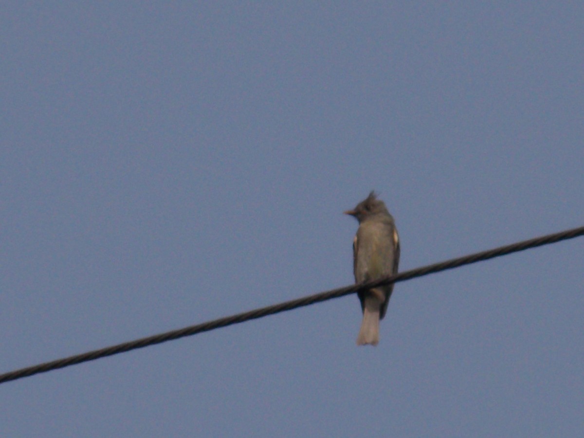 Greater Pewee - ML83818171