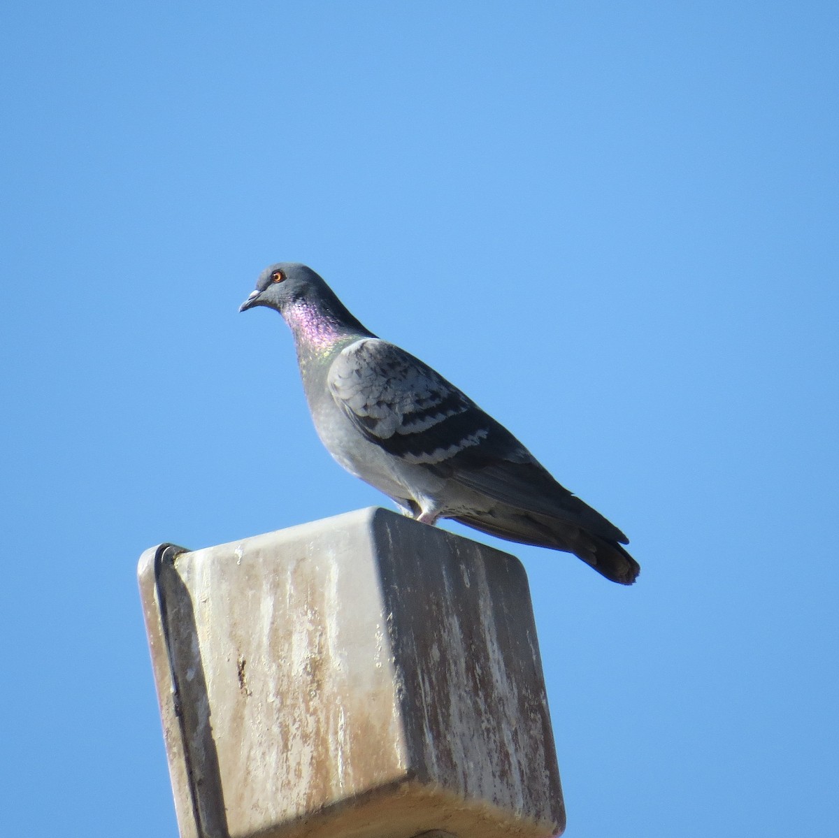 Rock Pigeon (Feral Pigeon) - ML83818251
