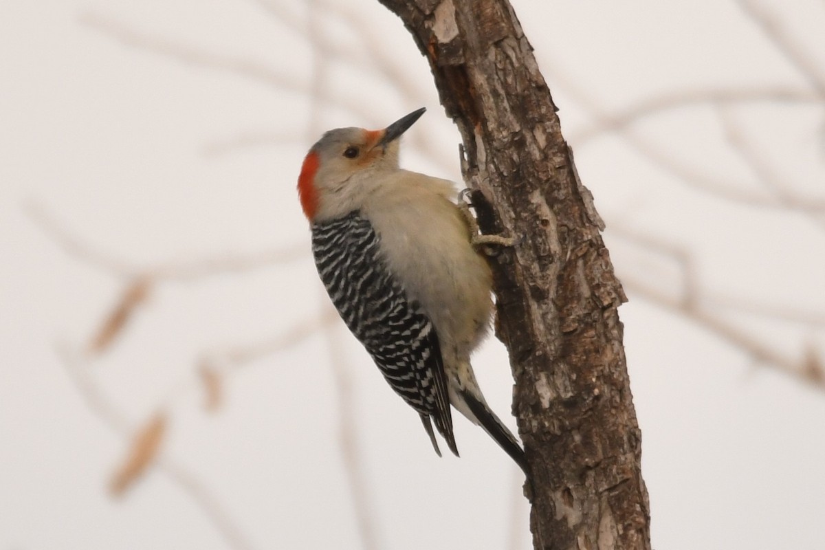 Red-bellied Woodpecker - Jonathan Nikkila