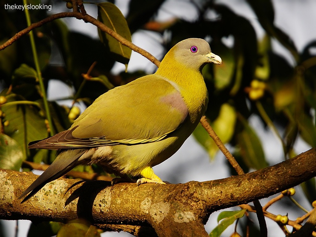 Yellow-footed Green-Pigeon - Ajay Jandial