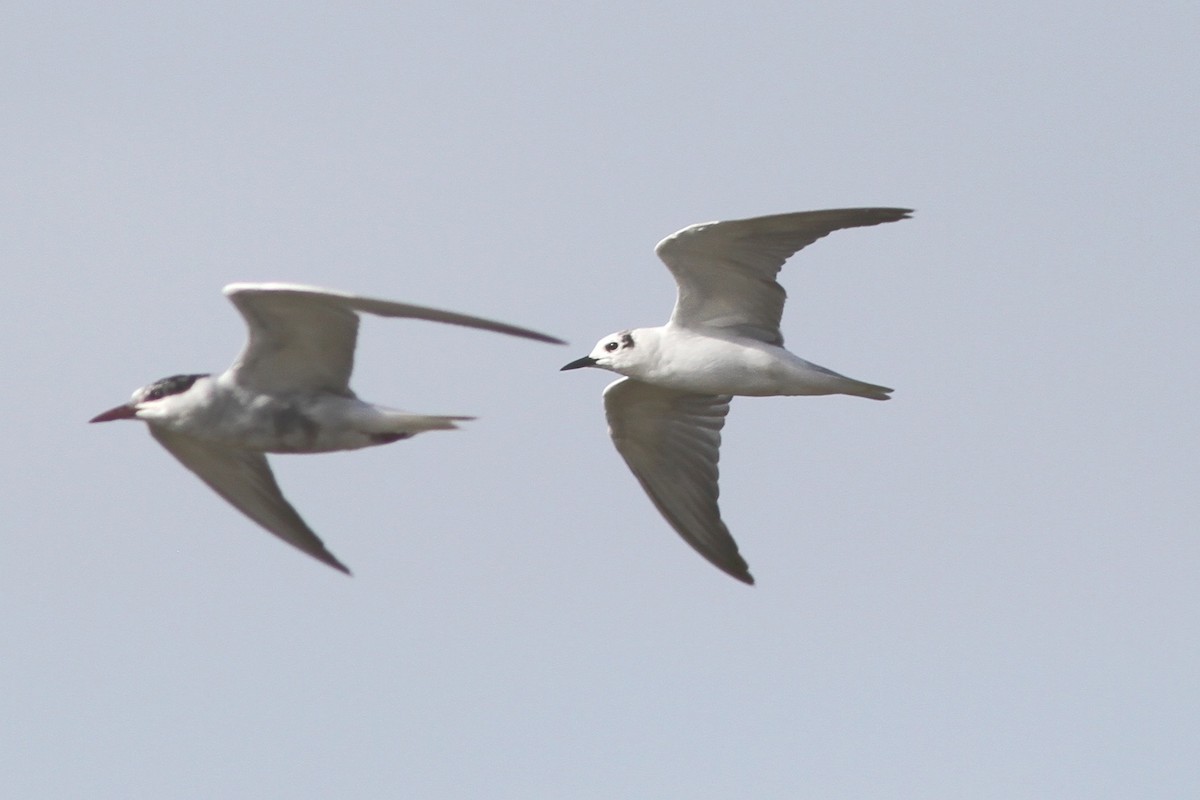 White-winged Tern - ML83826351