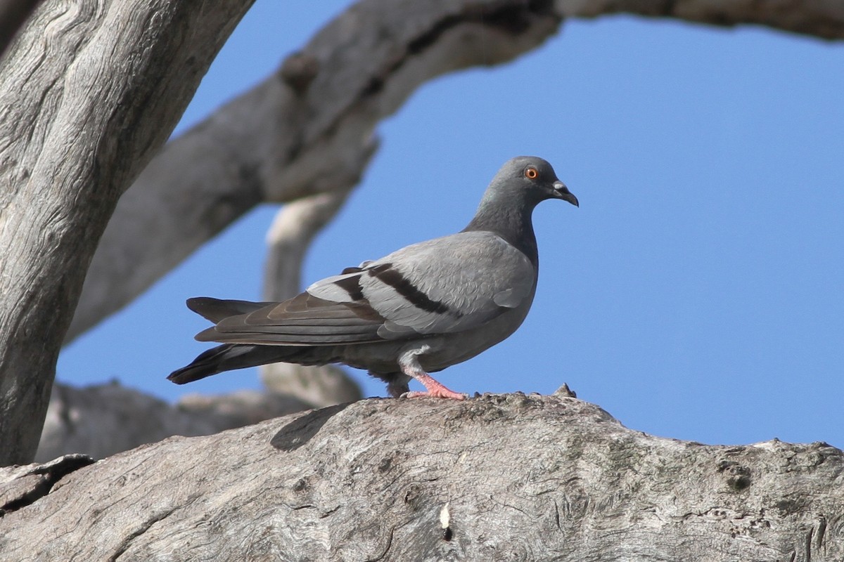 Rock Pigeon (Feral Pigeon) - ML83826361