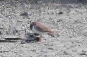 small plover sp. - ML83826941