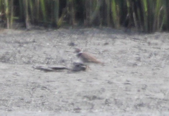 small plover sp. - ML83826981