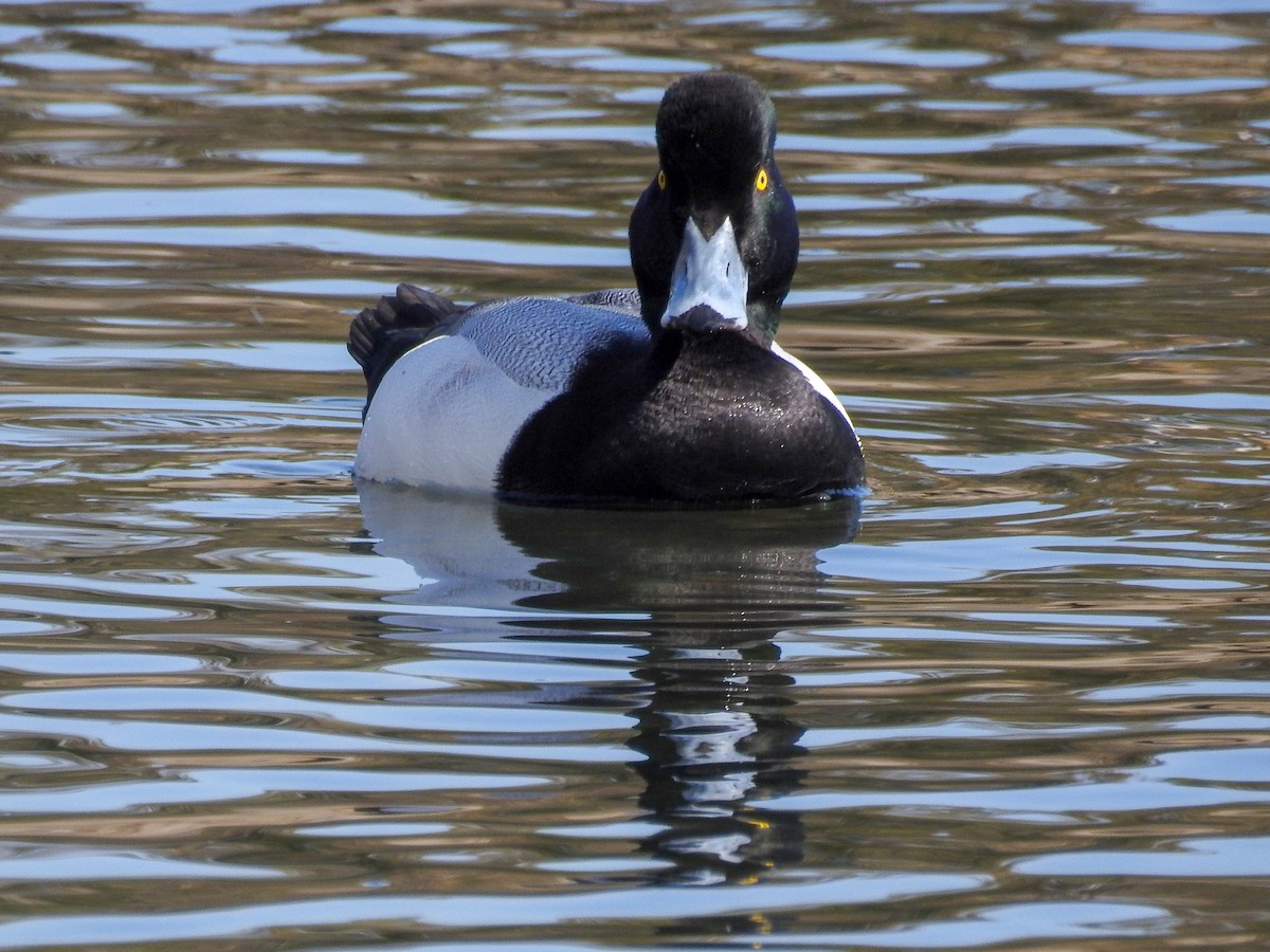 Greater Scaup - ML83829541