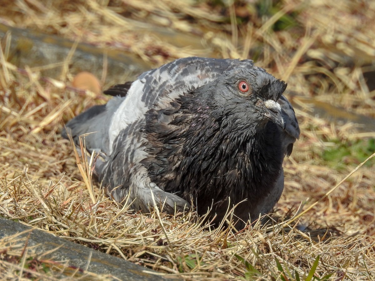 Rock Pigeon (Feral Pigeon) - ML83829611