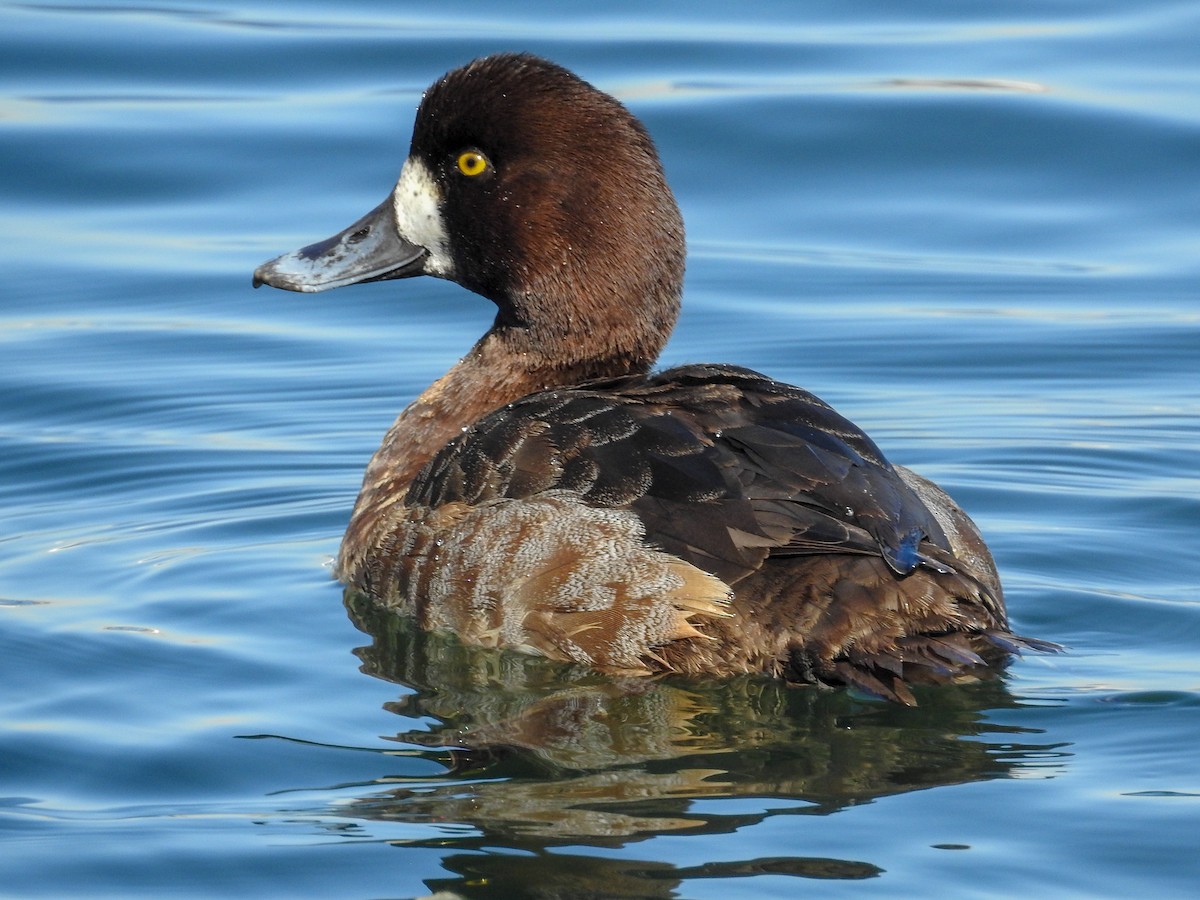 Greater Scaup - ML83829641
