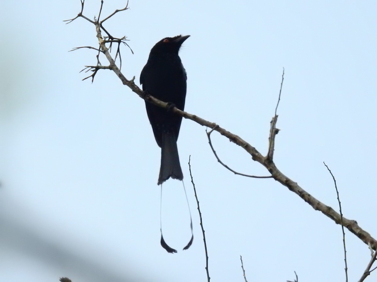 Greater Racket-tailed Drongo - ML83831211