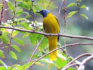  - Black-headed Bulbul