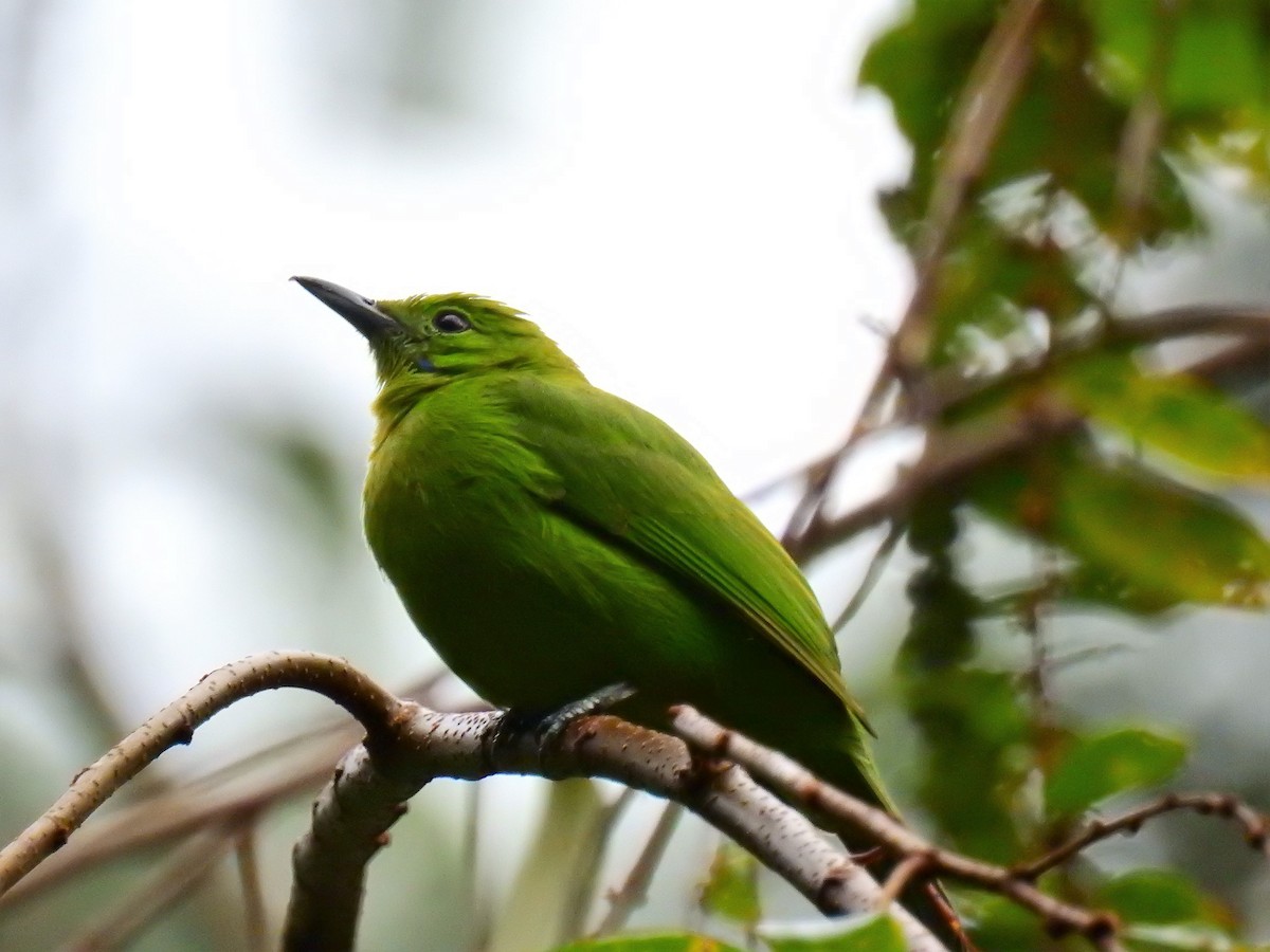 Lesser Green Leafbird - ML83831461