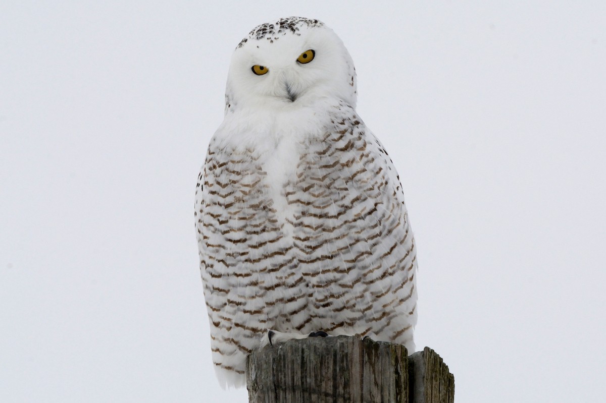 Snowy Owl - Tom Long