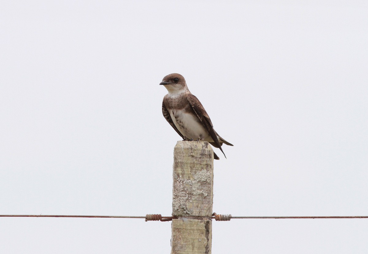 Brown-chested Martin - ML83833591