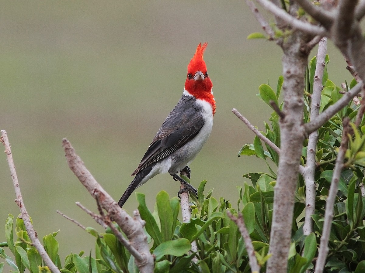 Red-crested Cardinal - Alex Mesquita