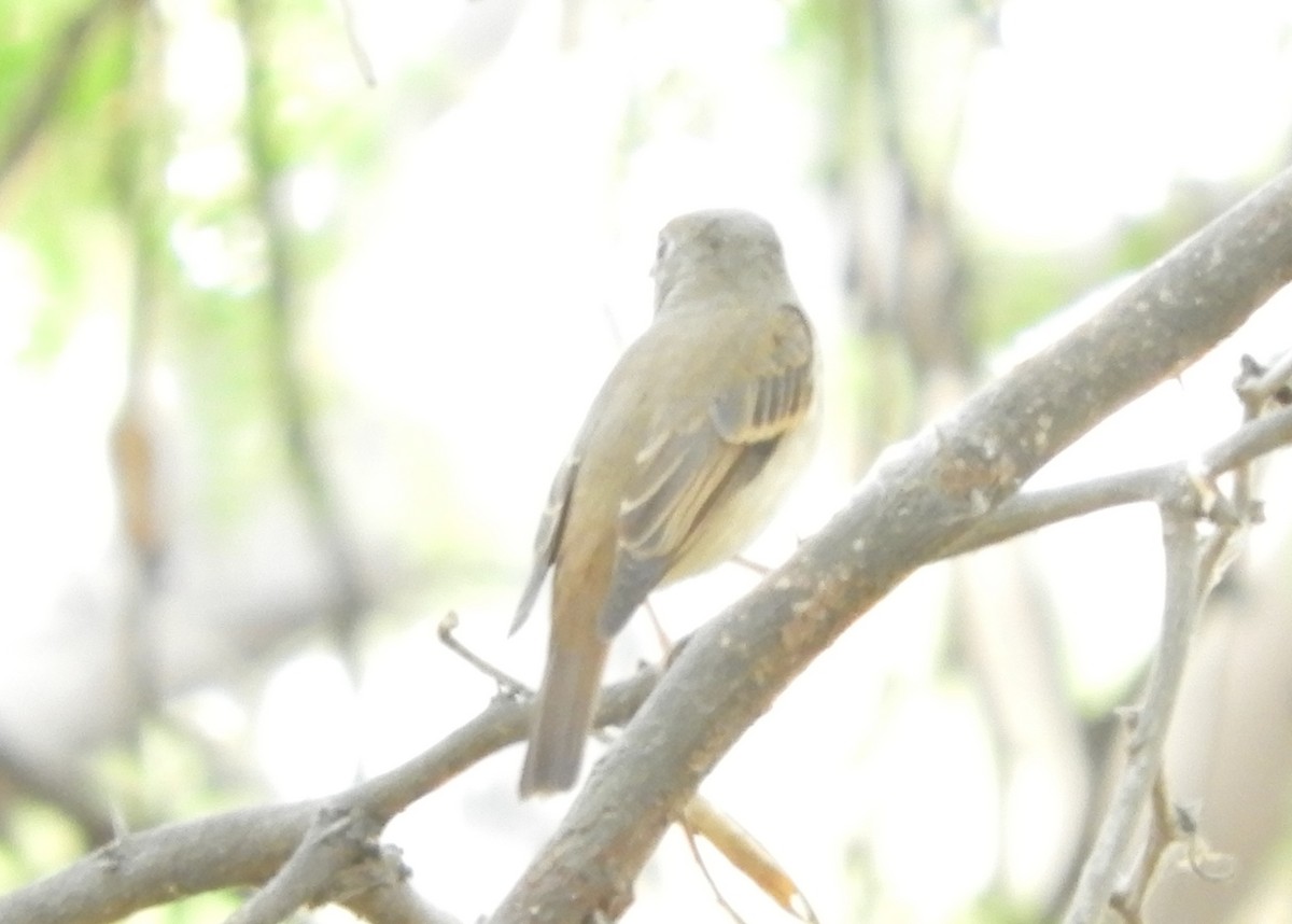 Brown-breasted Flycatcher - Chandra S