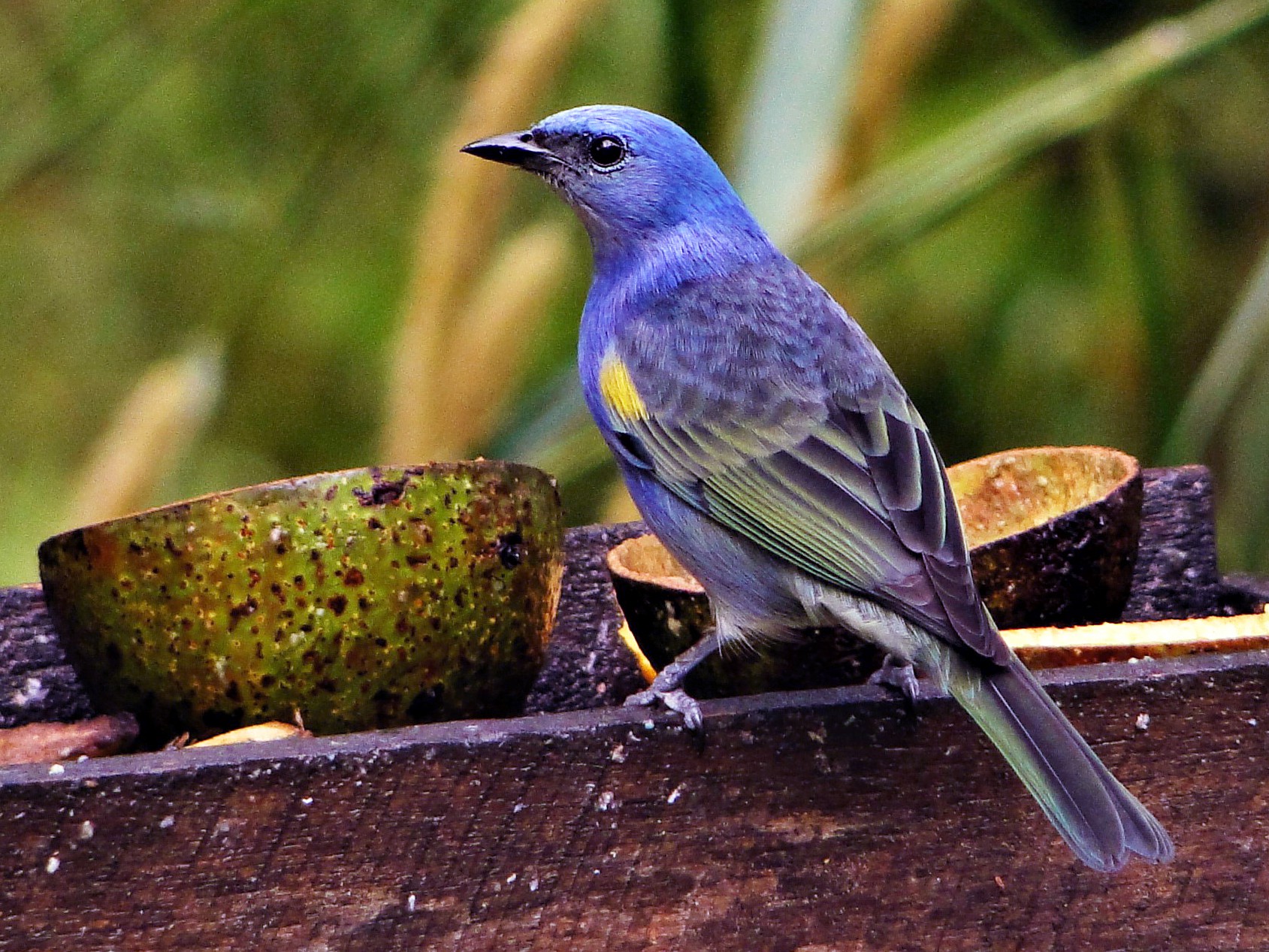 Golden-chevroned Tanager - Carlos Otávio Gussoni