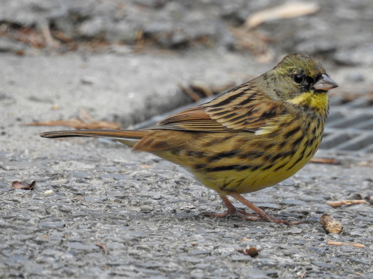 Masked Bunting - Anonymous