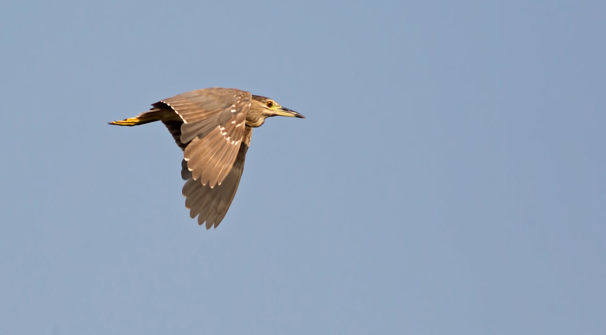 Black-crowned Night Heron - Mymoon Moghul