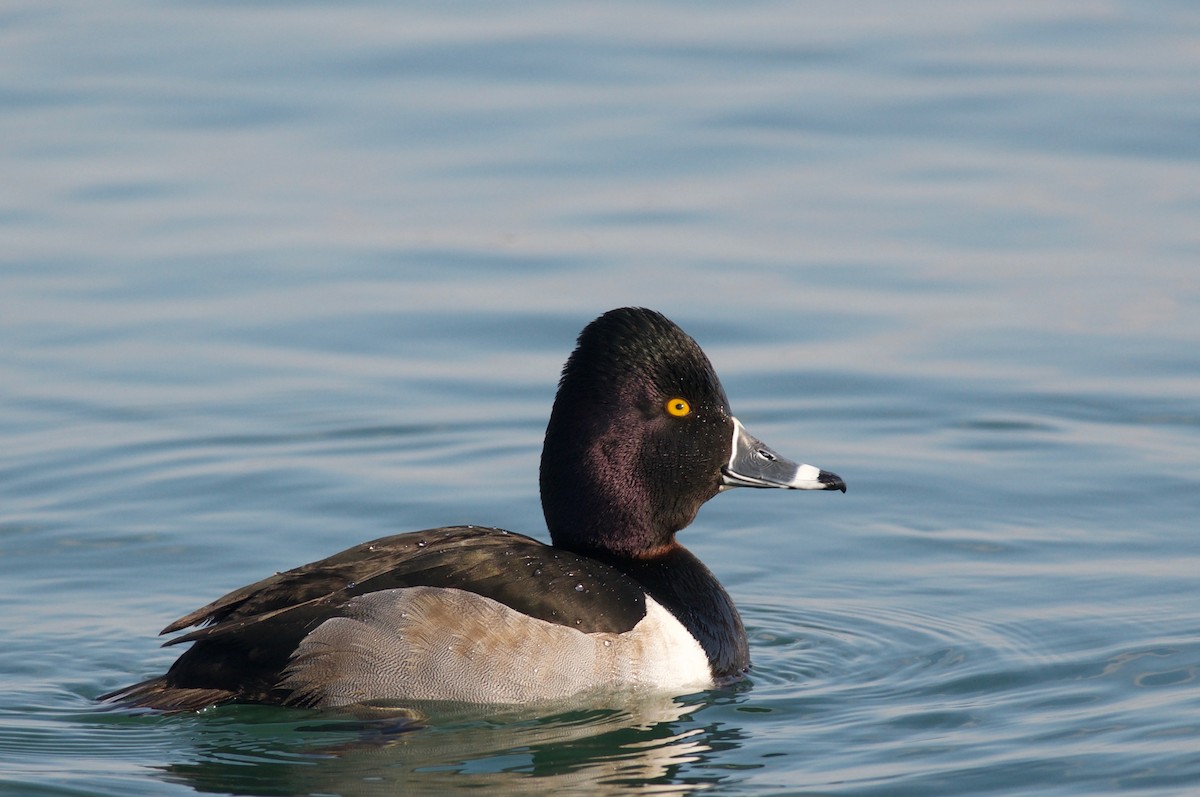 Ring-necked Duck - ML83839891