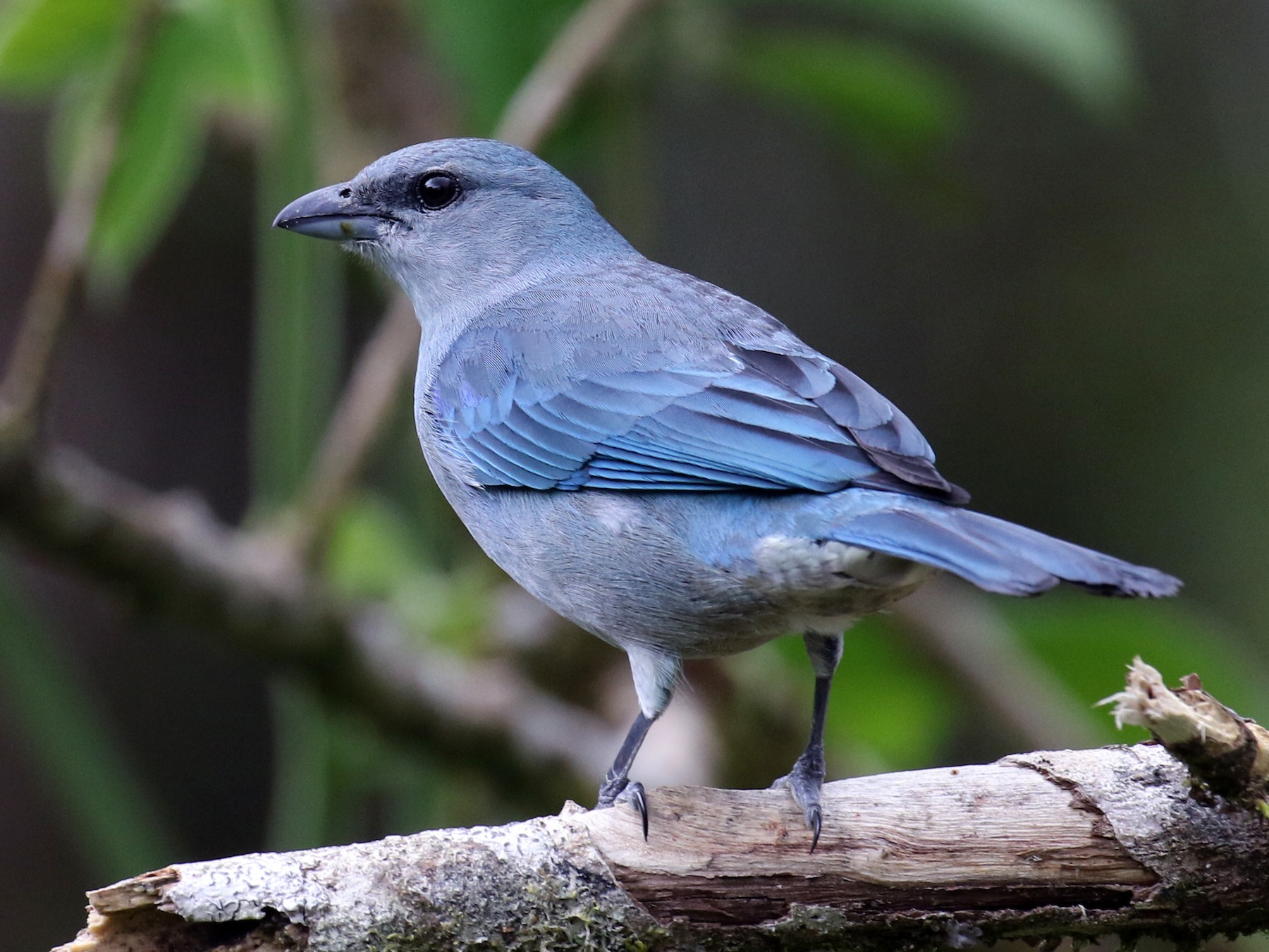 Azure-shouldered Tanager - Fabrice Schmitt