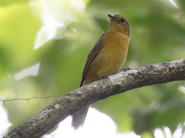 Female - Flame-crested Tanager - 