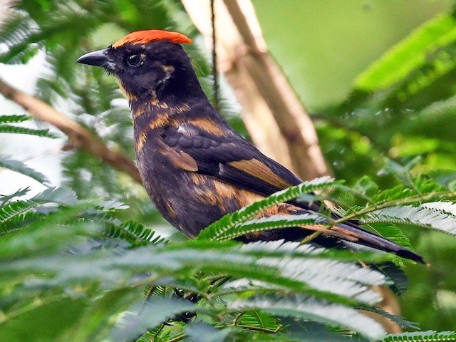 Immature male - Flame-crested Tanager - 