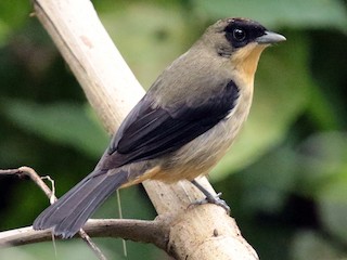  - Black-goggled Tanager