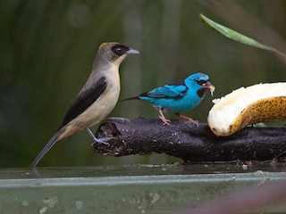 Male (with Blue Dacnis) - Projeto  Dacnis - ML83844431