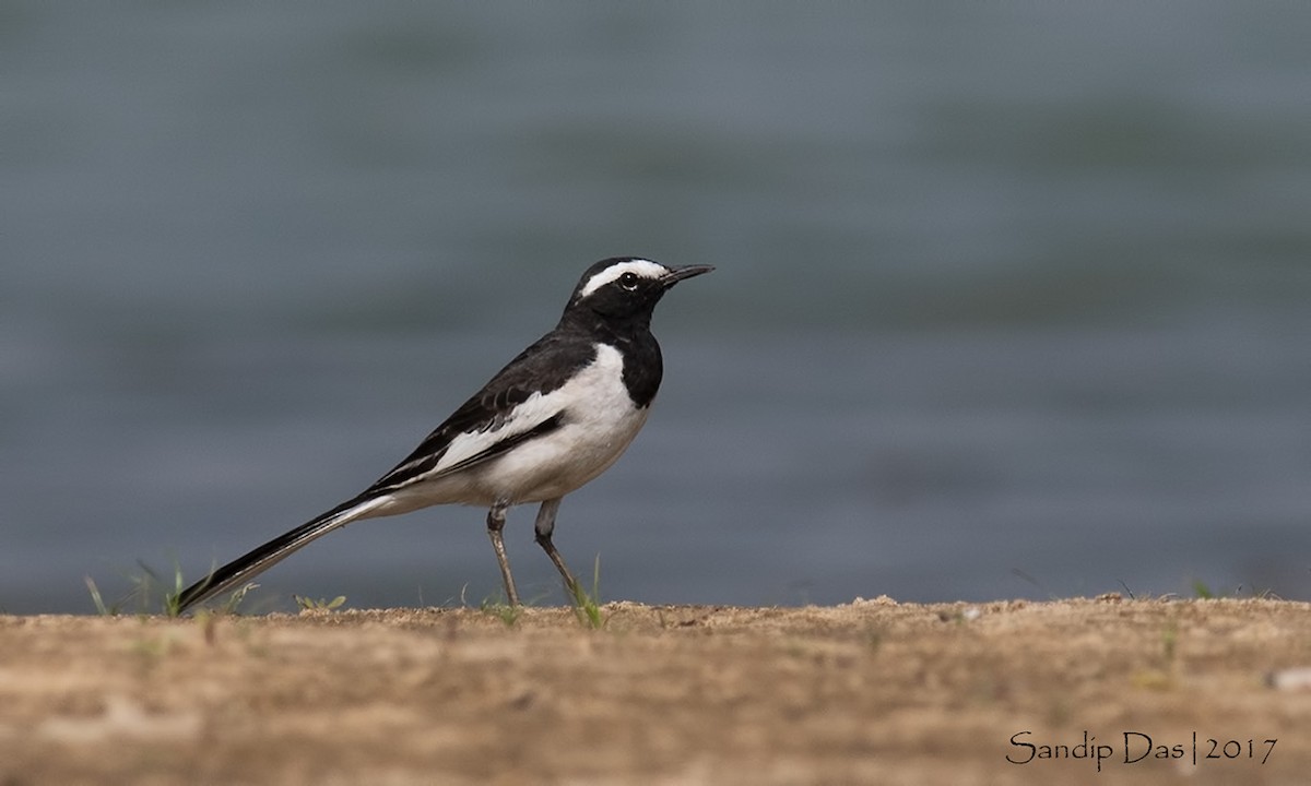 White-browed Wagtail - ML83847131