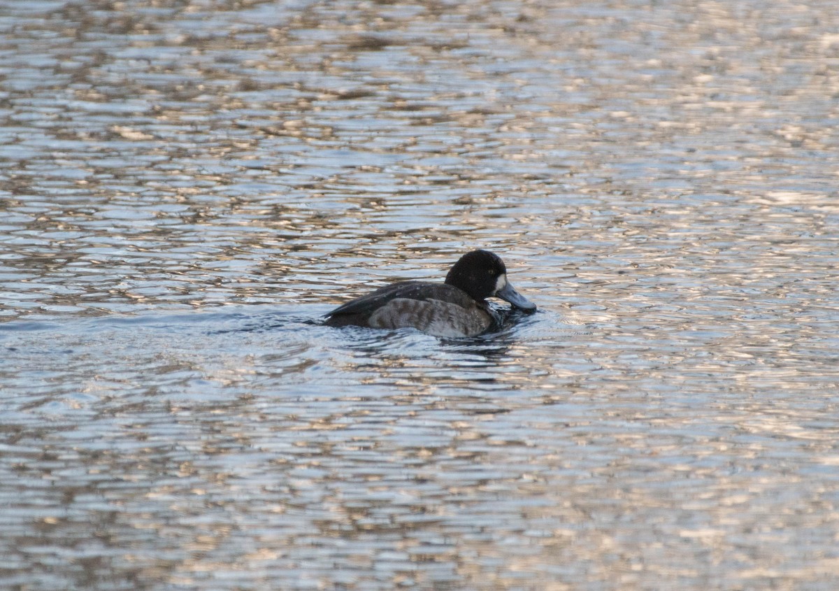 Greater Scaup - ML83847641