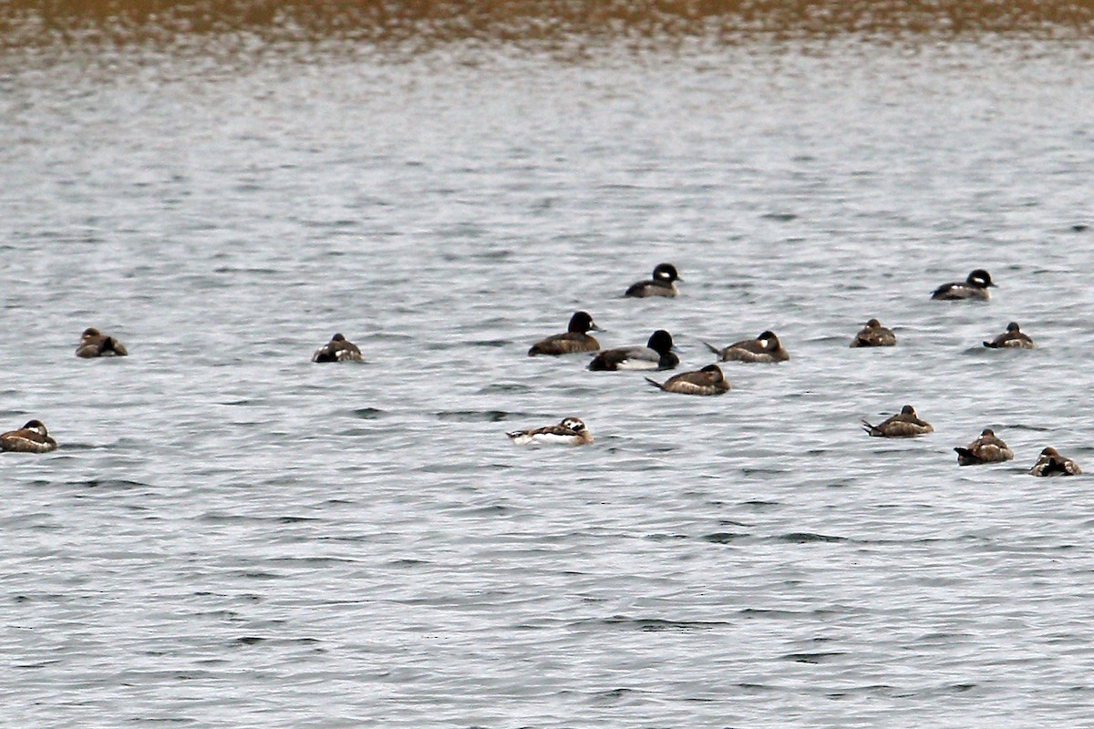 Long-tailed Duck - ML83848071