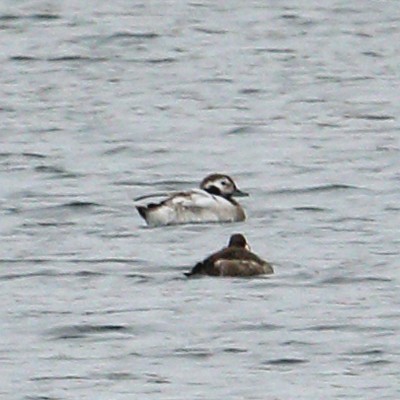 Long-tailed Duck - Steve Raduns