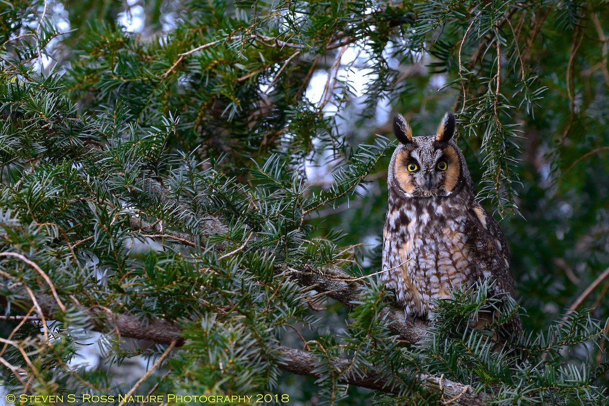 Long-eared Owl - Steven S. Ross