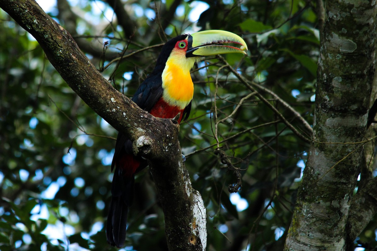 Red-breasted Toucan - ML83848351