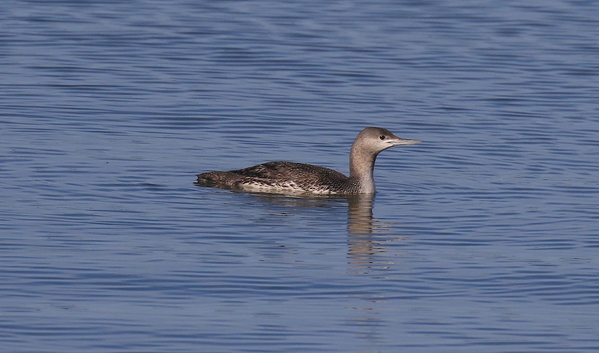 Red-throated Loon - Janet Kelly