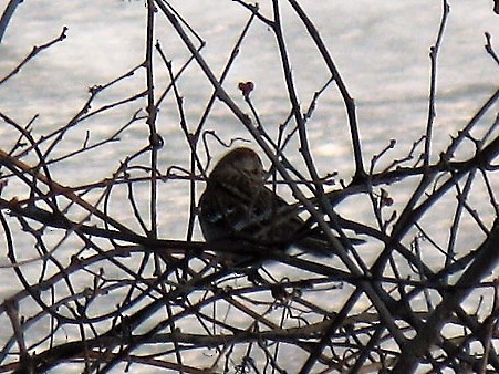 American Tree Sparrow - ML83848901