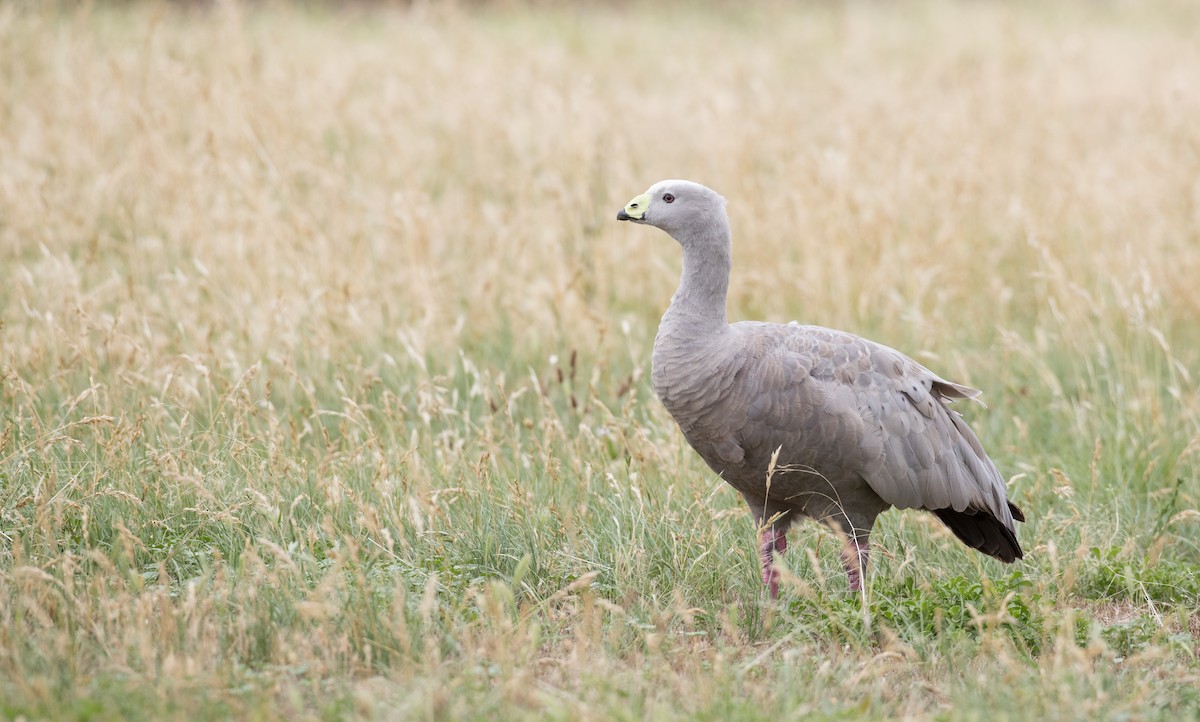 Cape Barren Goose - Ian Davies