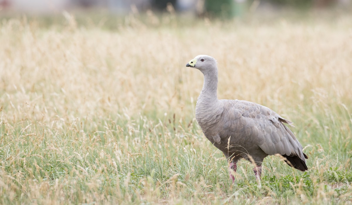 Cape Barren Goose - Ian Davies