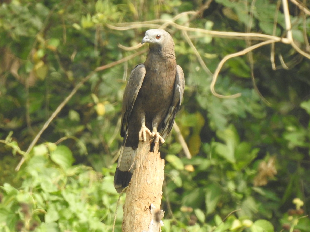 Oriental Honey-buzzard (Indomalayan) - Pushpa Puliyeri