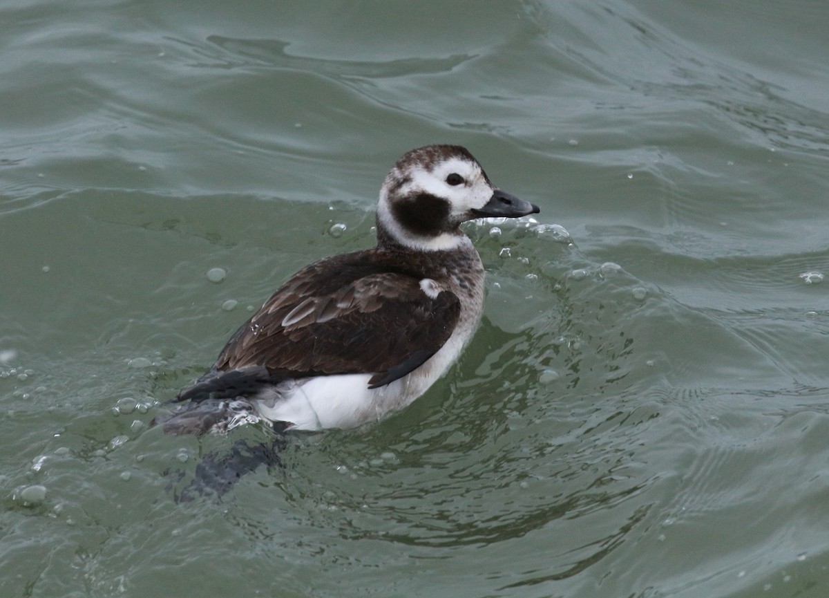 Long-tailed Duck - ML83853431